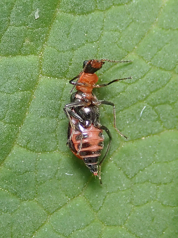 Malachidae: Attalus minimus? S, femmina.